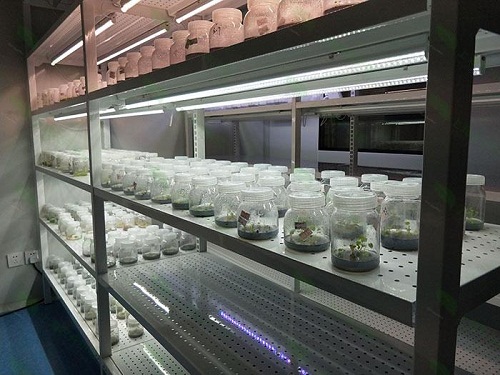 革吉植物组织培养实验室设计建设方案